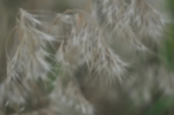background, texture, out of focus, blurred, grass