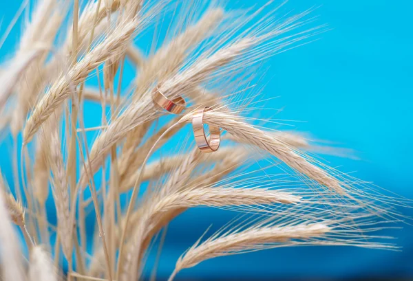 Deux anneaux et épis de blé sur fond bleu — Photo