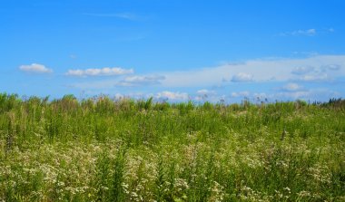 Gökyüzü, mavi, bulutlar, çimen, yeşil, peyzaj