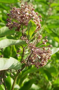 çiçek, bitki, çayır, yuvarlak, yeşil