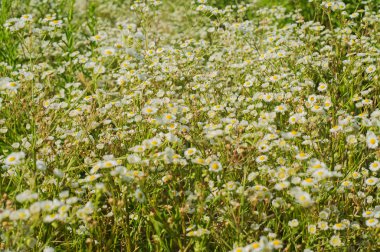 Papatya alan, çayır, Yeşiller, yaz
