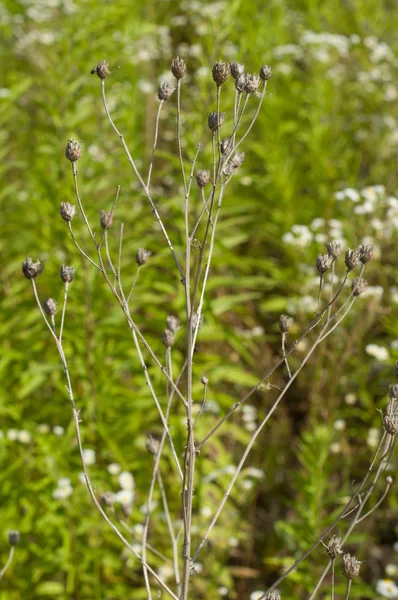 Droge plant in het weiland — Stockfoto