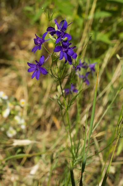 Fleur, pourpre, belle, plante, prairie — Photo