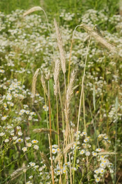 Portes de blé dans une prairie — Photo