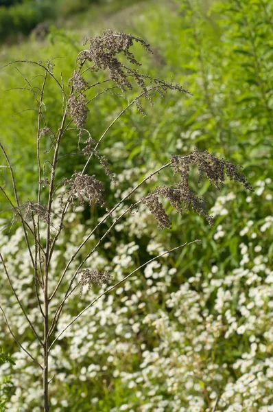 Droge plant in het weiland — Stockfoto