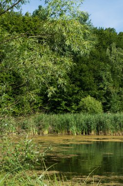 Willow, ahşap, su, otlar, yaslanmış, yaprakları