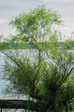 Willow, ahşap, su, otlar, bent, yeşillik