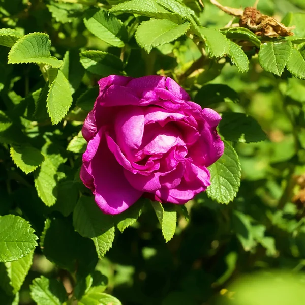 Rose, pink, maroon, flower, bud, bush