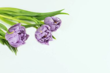 Fotokopi alanı olan beyaz bir zemin üzerinde üç mor lale. Bahar arkaplanı.