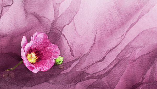 Festive background. Pink flower on delicate pink silk fabric.