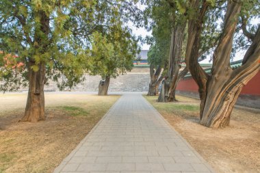 Eski ormanda yol görünümünü