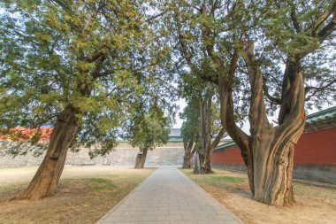 Eski ormanda yol görünümünü