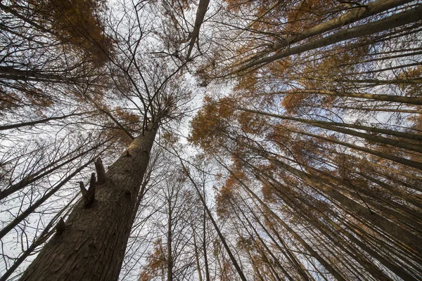 Sedir ormandaki ağaçlar — Stok fotoğraf