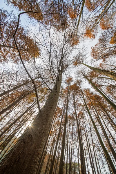 Деревья кедрового леса — стоковое фото