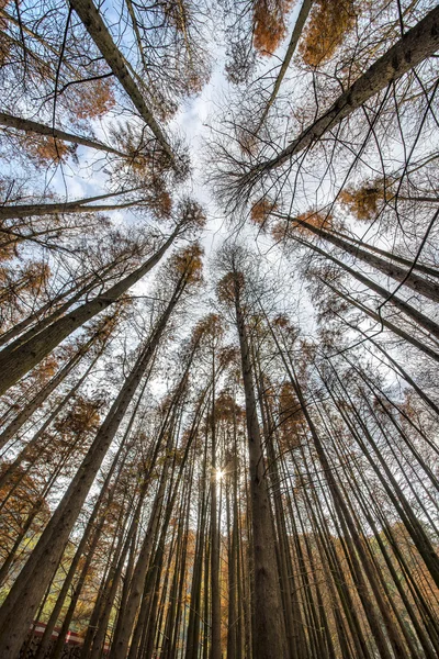 Sedir ormandaki ağaçlar — Stok fotoğraf