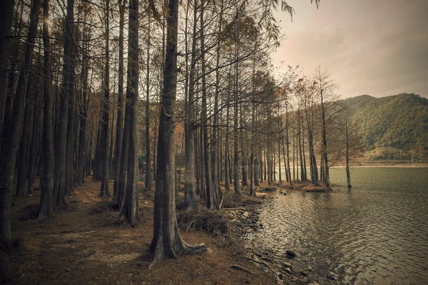 Lake yakınındaki sedir ormandaki ağaçlar — Stok fotoğraf