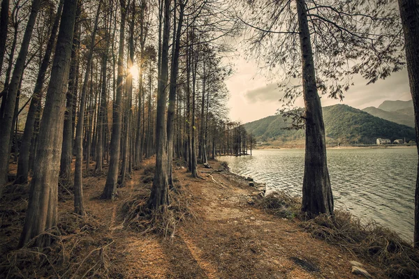 Trees in cedar forest near lake