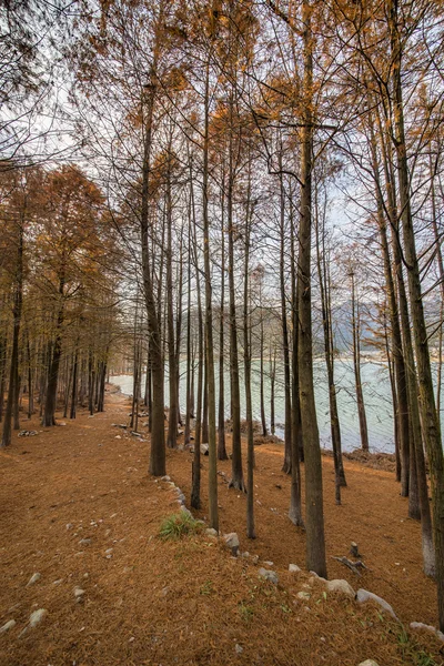 Träd i cedar skog nära lake — Stockfoto