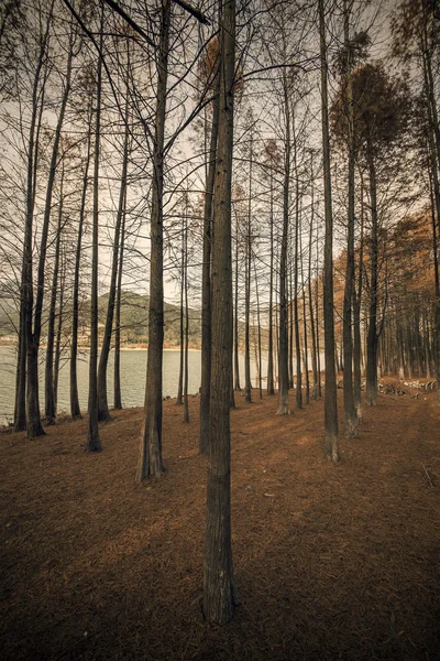 Árvores na floresta de cedro perto do lago — Fotografia de Stock