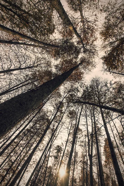 Árvores na floresta de cedro — Fotografia de Stock