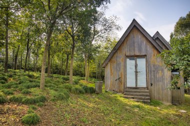 güneşli ormanda siper al