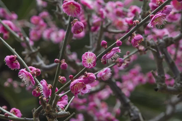 Pfirsichblüte — Stockfoto