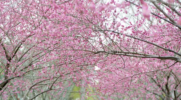 Schöne rosa Pflaumen — Stockfoto