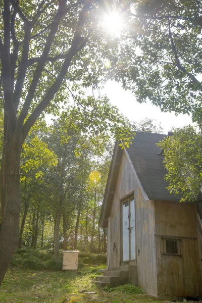 Hut in zonnige bos — Stockfoto