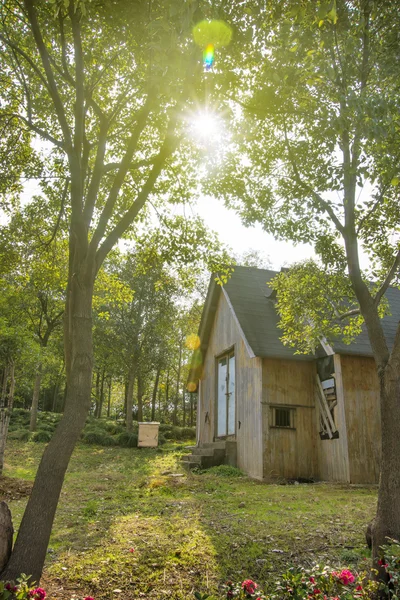 Hut in zonnige bos — Stockfoto