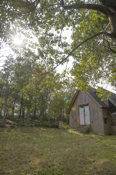 Hut in zonnige bos — Stockfoto