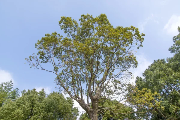 Vackra kinesiska landskapsbilder — Stockfoto