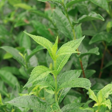 Güzel Çin yatay çekim