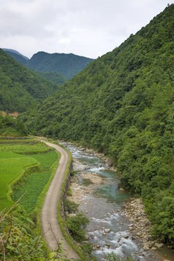 Orman ve nehir ile yeşil alan