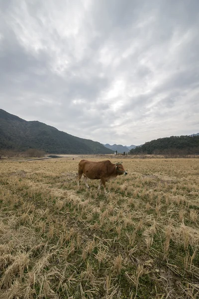 Cow in field eating grass — Stock Photo, Image