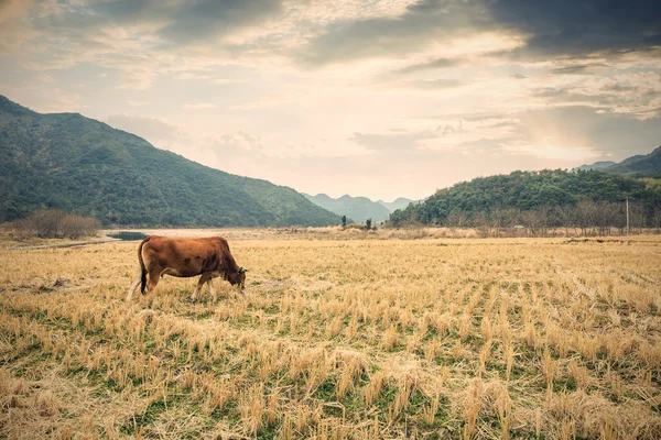 Cow in field eating grass — Stock Photo, Image