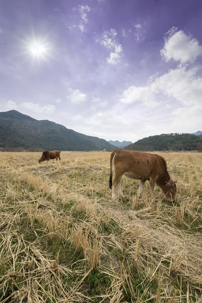 Small calfs in field eating grass — Stock Photo, Image