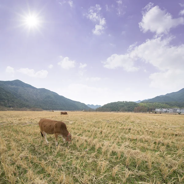フィールドの草を食べるで小さな calfs — ストック写真