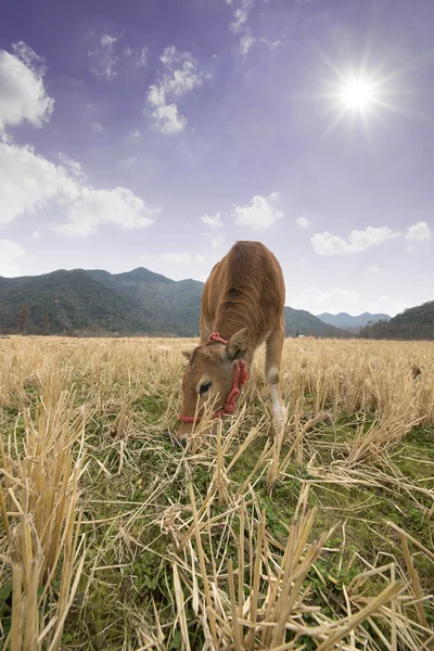 Small calf in field eating grass — Stock Photo, Image