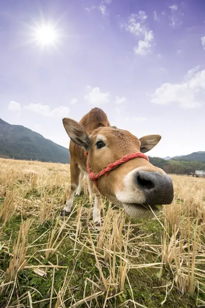 Small calf in field eating grass — Stock Photo, Image