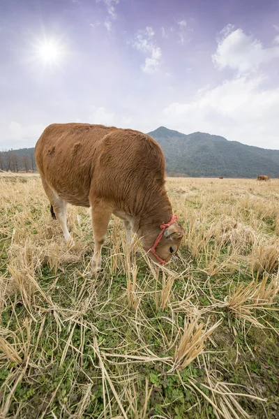 Small calf in field eating grass — Stock Photo, Image