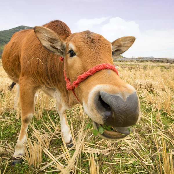 Small calf in field eating grass — Stock Photo, Image