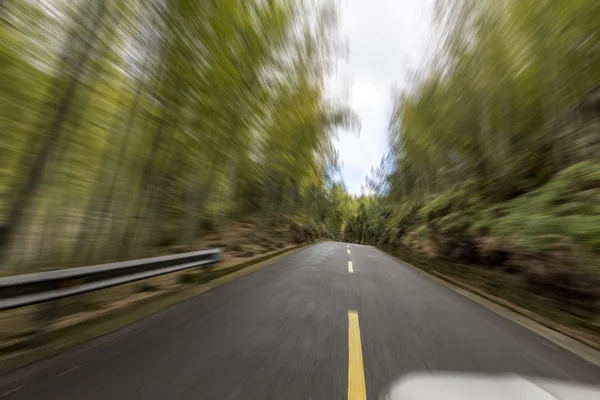 Estrada através da floresta — Fotografia de Stock