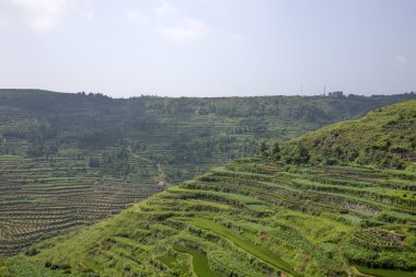 rice or tea plantation clipart