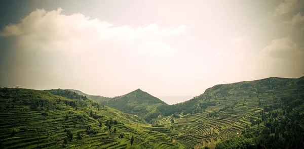 Piantagione verde di tè o riso — Foto Stock