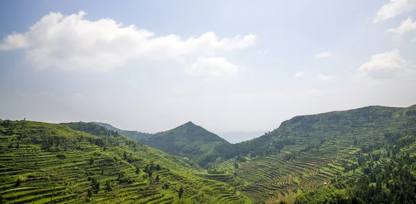 Plantación verde de té o arroz — Foto de Stock