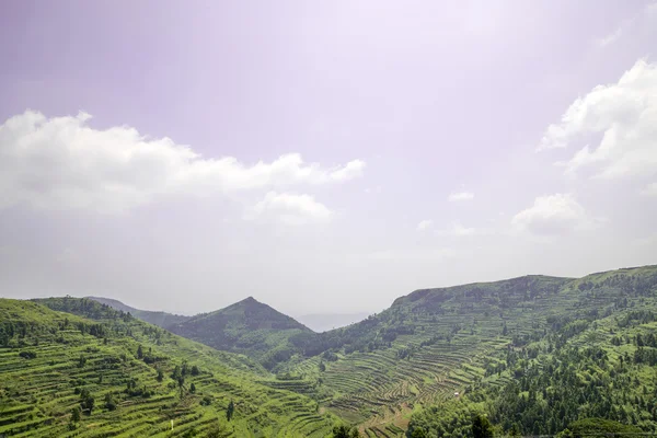 Cina terrazze verdi — Foto Stock