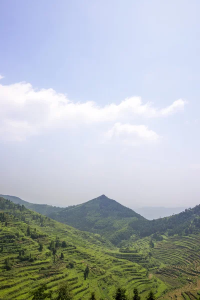 Green plantation of tea or rice — Stock Photo, Image