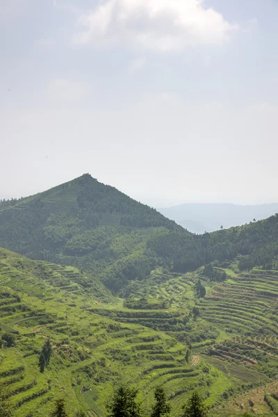 차 또는 쌀의 녹색 농장 — 스톡 사진