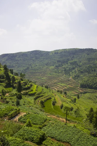 Padi atau perkebunan teh — Stok Foto