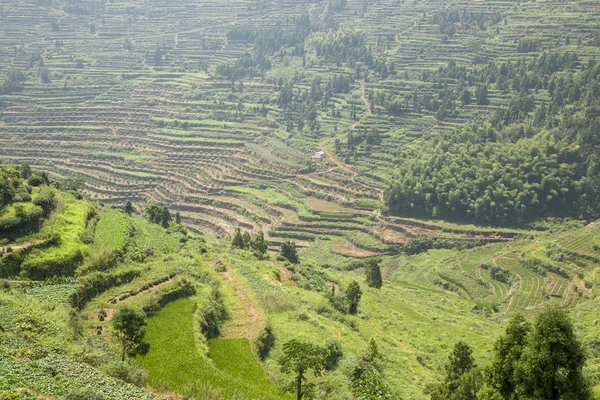 Рисовая или чайная плантация — стоковое фото